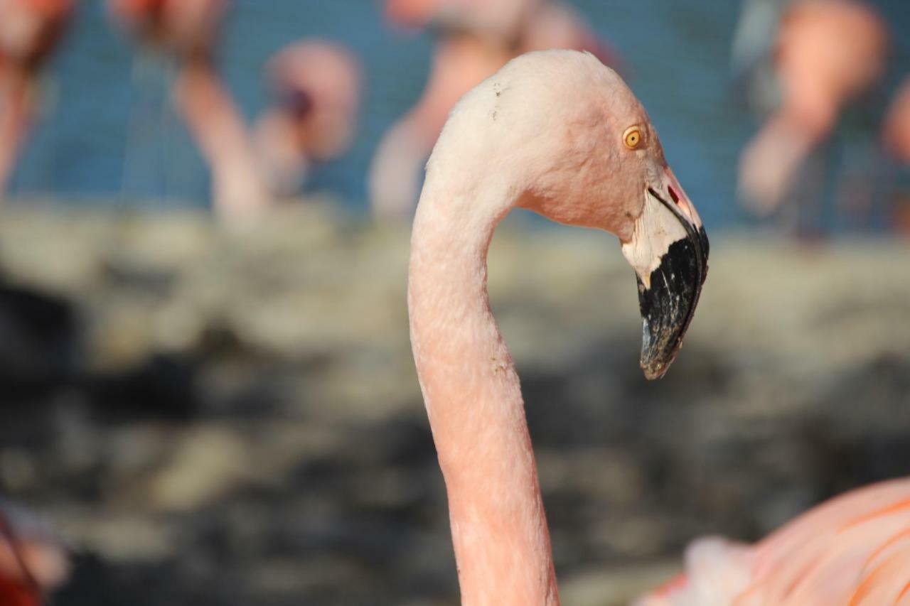 Jm Vacances Sérignan Dış mekan fotoğraf